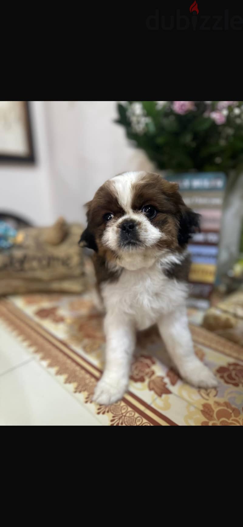 Shihtzu puppies 4