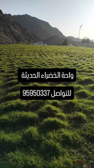 العشب الطبيعي الجوده العاليه