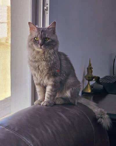 Free - Male Persian Cat