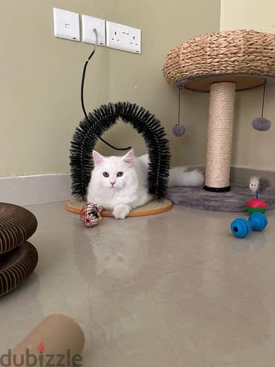 persian male white cat