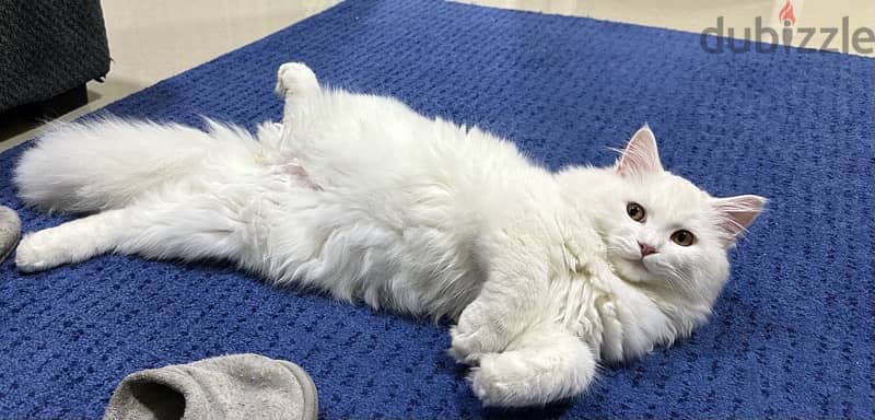 persian male white cat 1