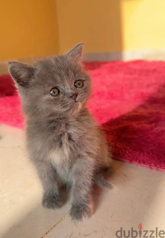 British Shorthair 1 and half month old 0