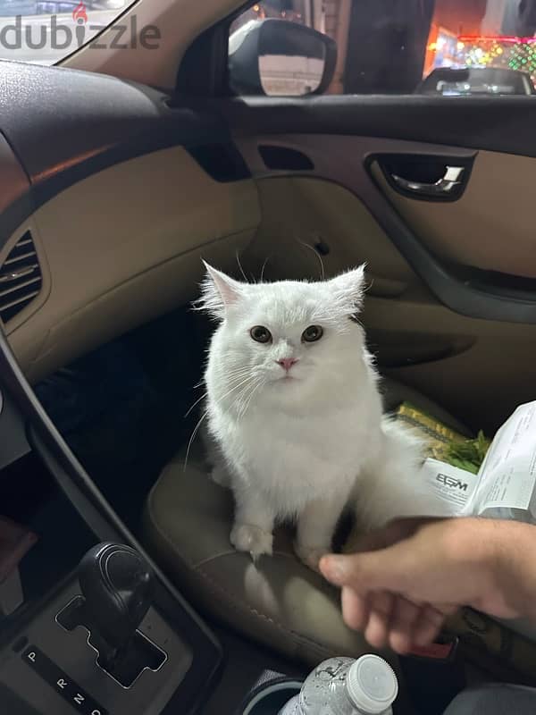 persian male white cat 3