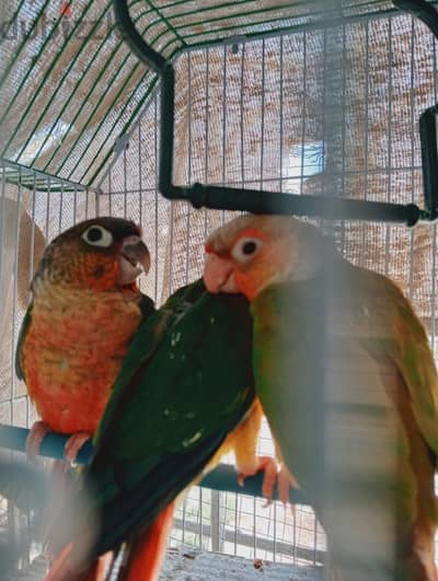 green chick conure