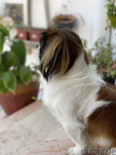 Shih Tzu for Sale – Trained & Calm (3 Years Old Dog)