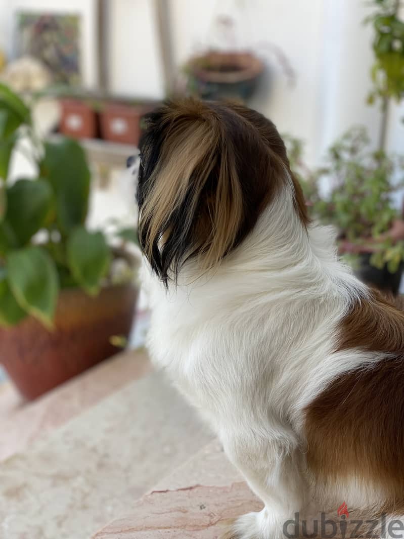 Shih Tzu for Sale – Trained & Calm (3 Years Old Dog) 0