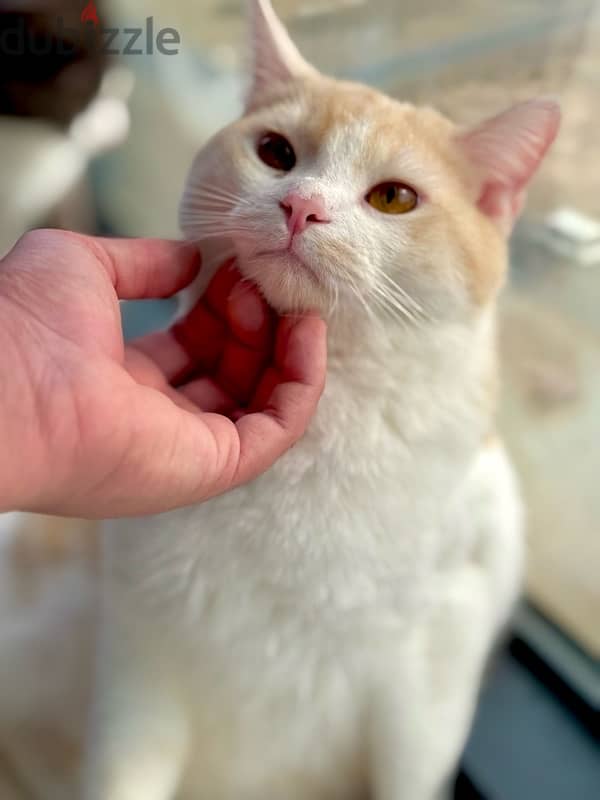 Adorable orange cat for sale ! 0