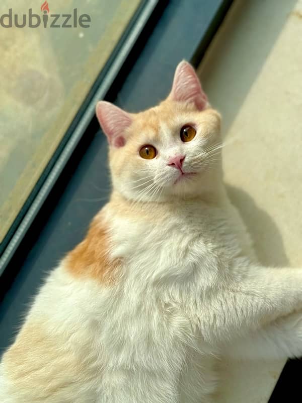 Adorable orange cat for sale ! 3