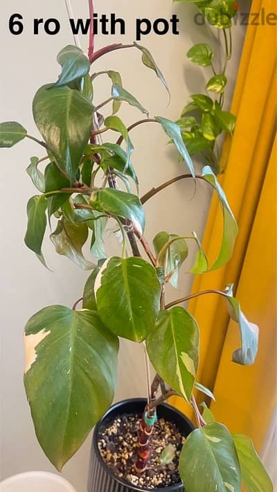 indoor plants for sale with pots