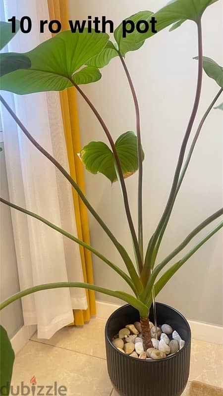 indoor plants for sale with pots 3