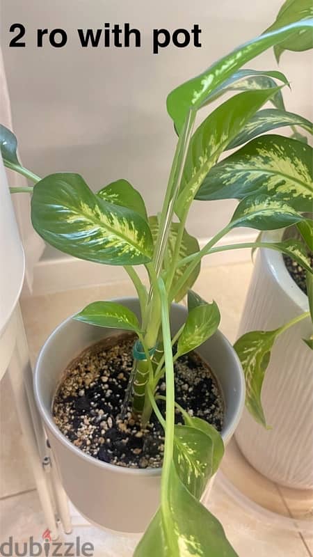 indoor plants for sale with pots 4