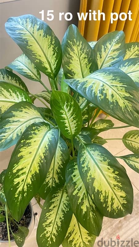 indoor plants for sale with pots 5