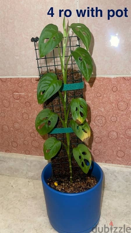 indoor plants for sale with pots 6