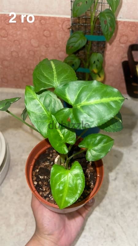 indoor plants for sale with pots 7