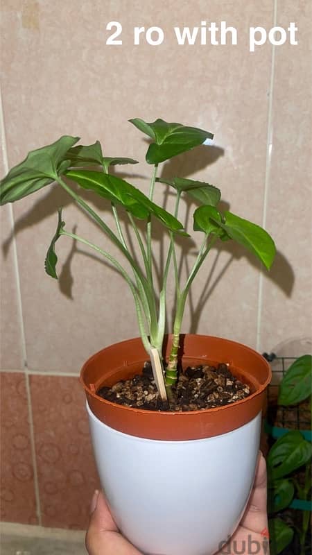 indoor plants for sale with pots 8