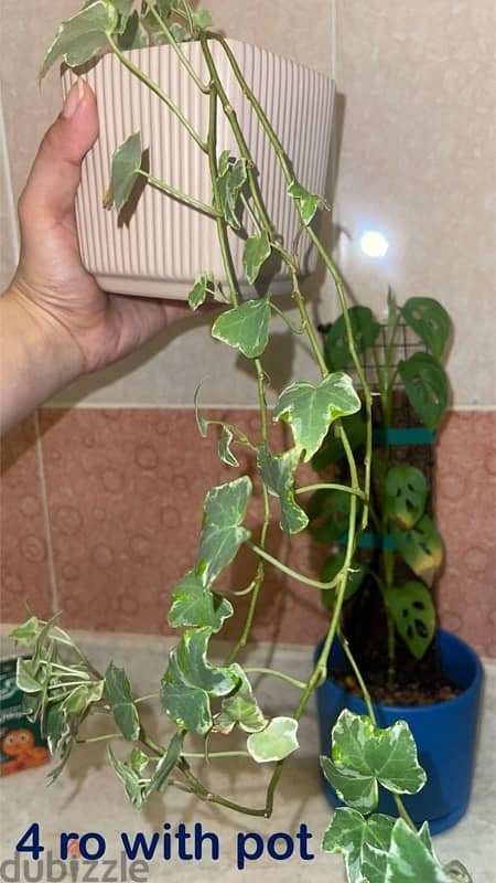 indoor plants for sale with pots 9