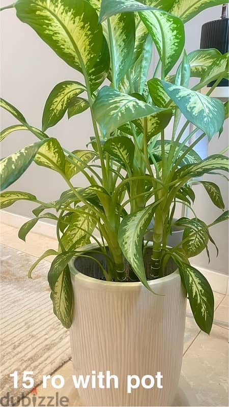 indoor plants for sale with pots 10