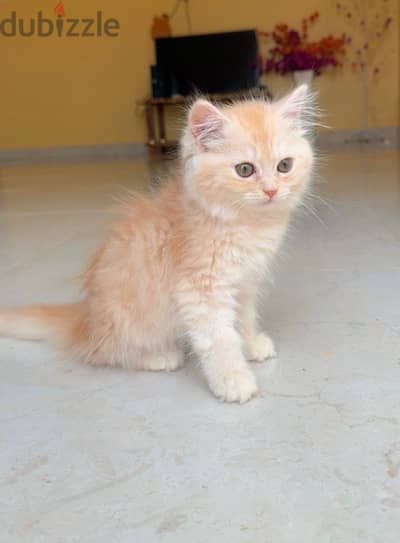 Persian kitten 2 month old