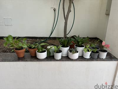 12 pots of Indoor Plants