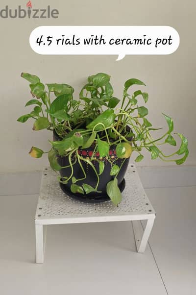 plants for sale