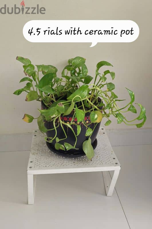 plants for sale 0