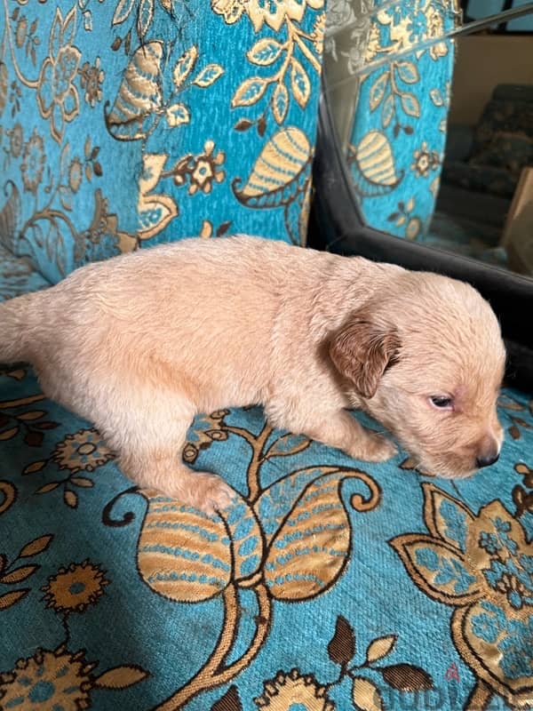 puppies for sale 1