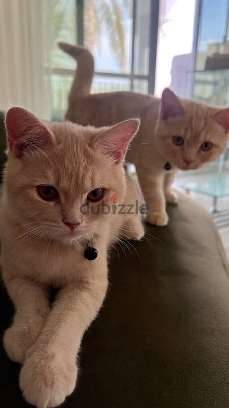 british short hair kittens for sale 5