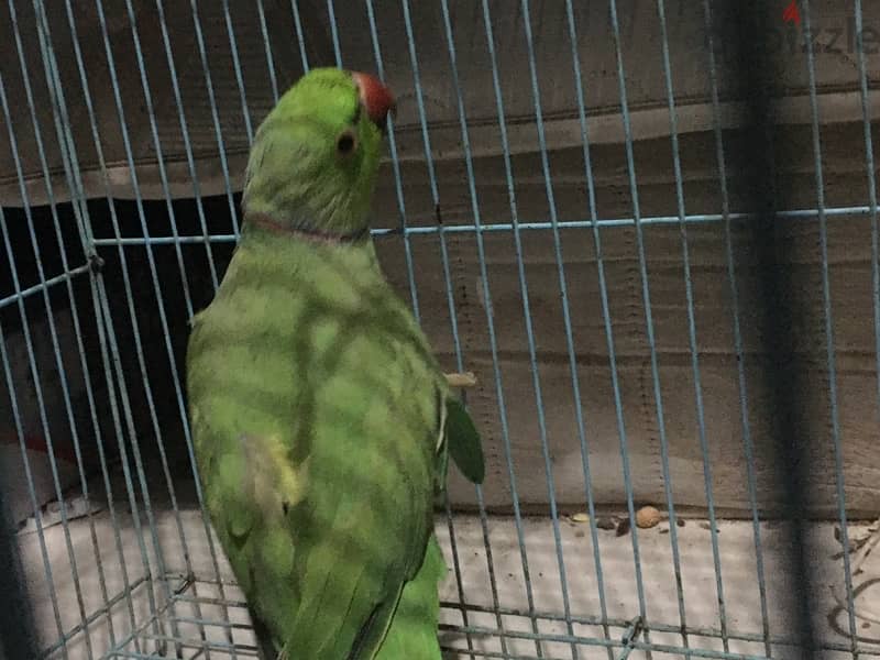 green ring neck for sale male 2