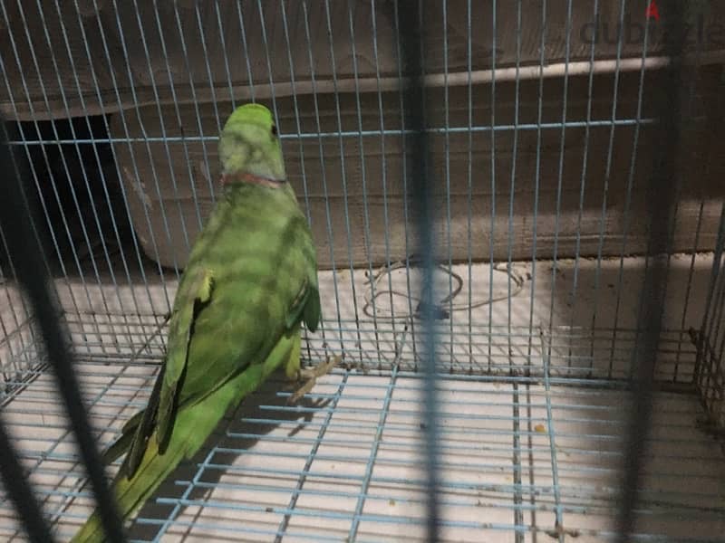 green ring neck for sale male 3