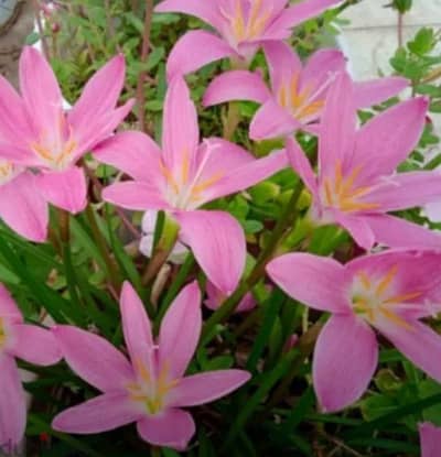 Pink lilly