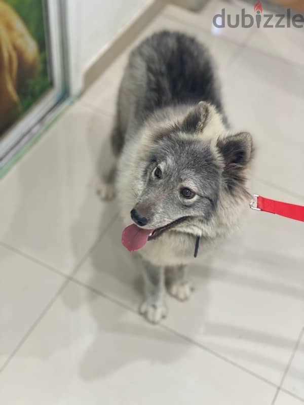 Husky dog ​​for sale,كلب هاسكى - 2