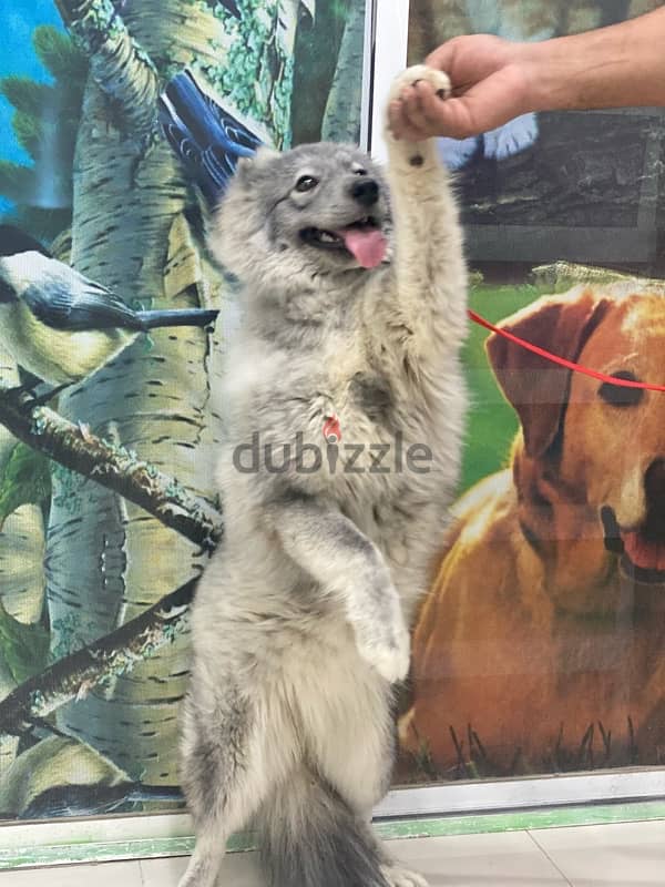 Husky dog ​​for sale,كلب هاسكى - 3