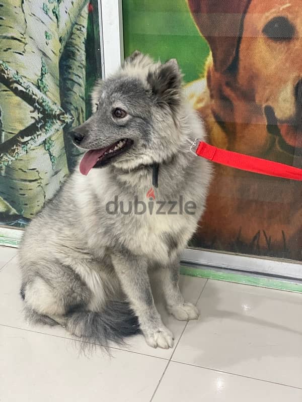 Husky dog ​​for sale,كلب هاسكى - 6