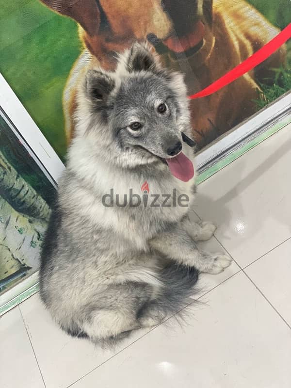 Husky dog ​​for sale,كلب هاسكى - 7