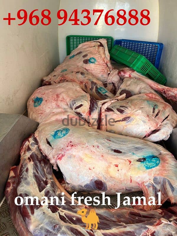 best food meat fresh fresh camel 0