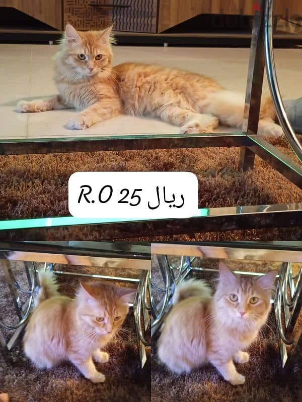 persian cats 0