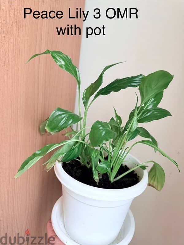 Indoor plants for sale with pots 1