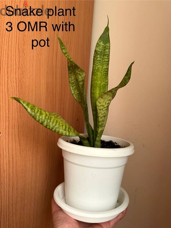 Indoor plants for sale with pots 2