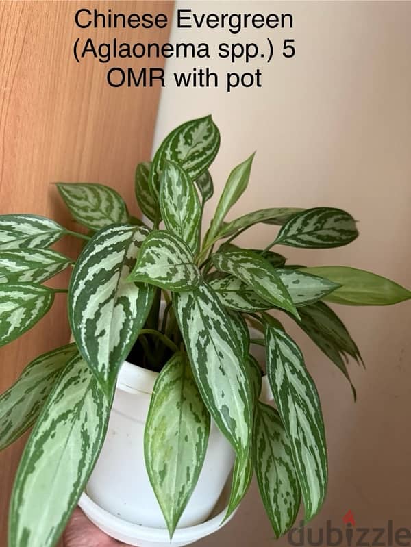 Indoor plants for sale with pots 3