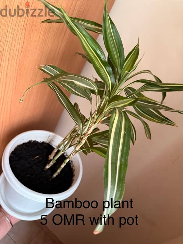 Indoor plants for sale with pots 4