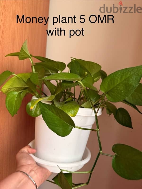 Indoor plants for sale with pots 5