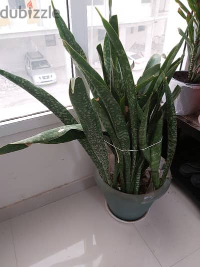 SNAKE Plants For Sale