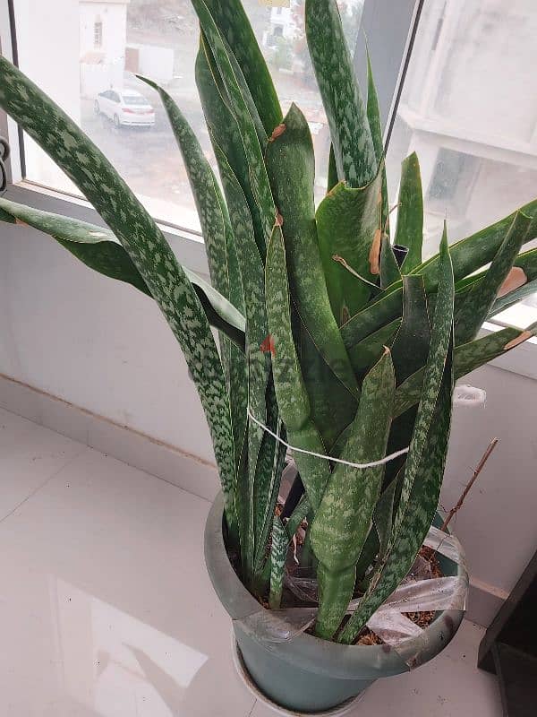 SNAKE Plants For Sale 1