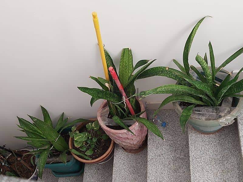 Plants For Sale 4