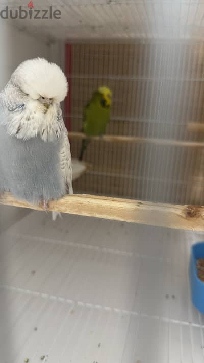 English Budgies