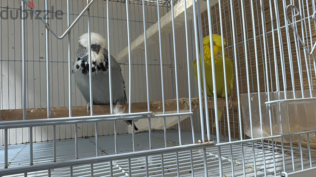 English Budgies 2