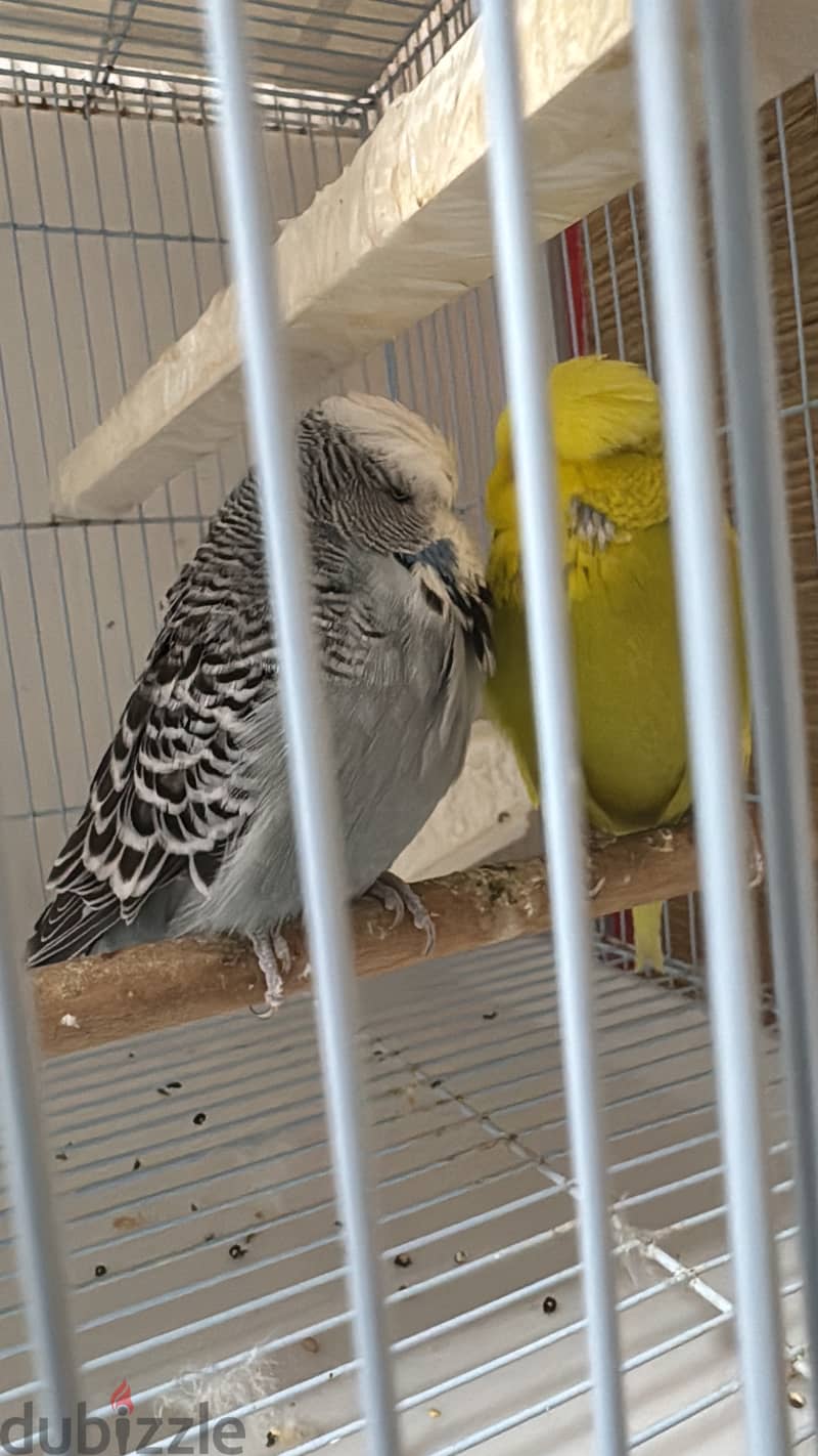 English Budgies 5