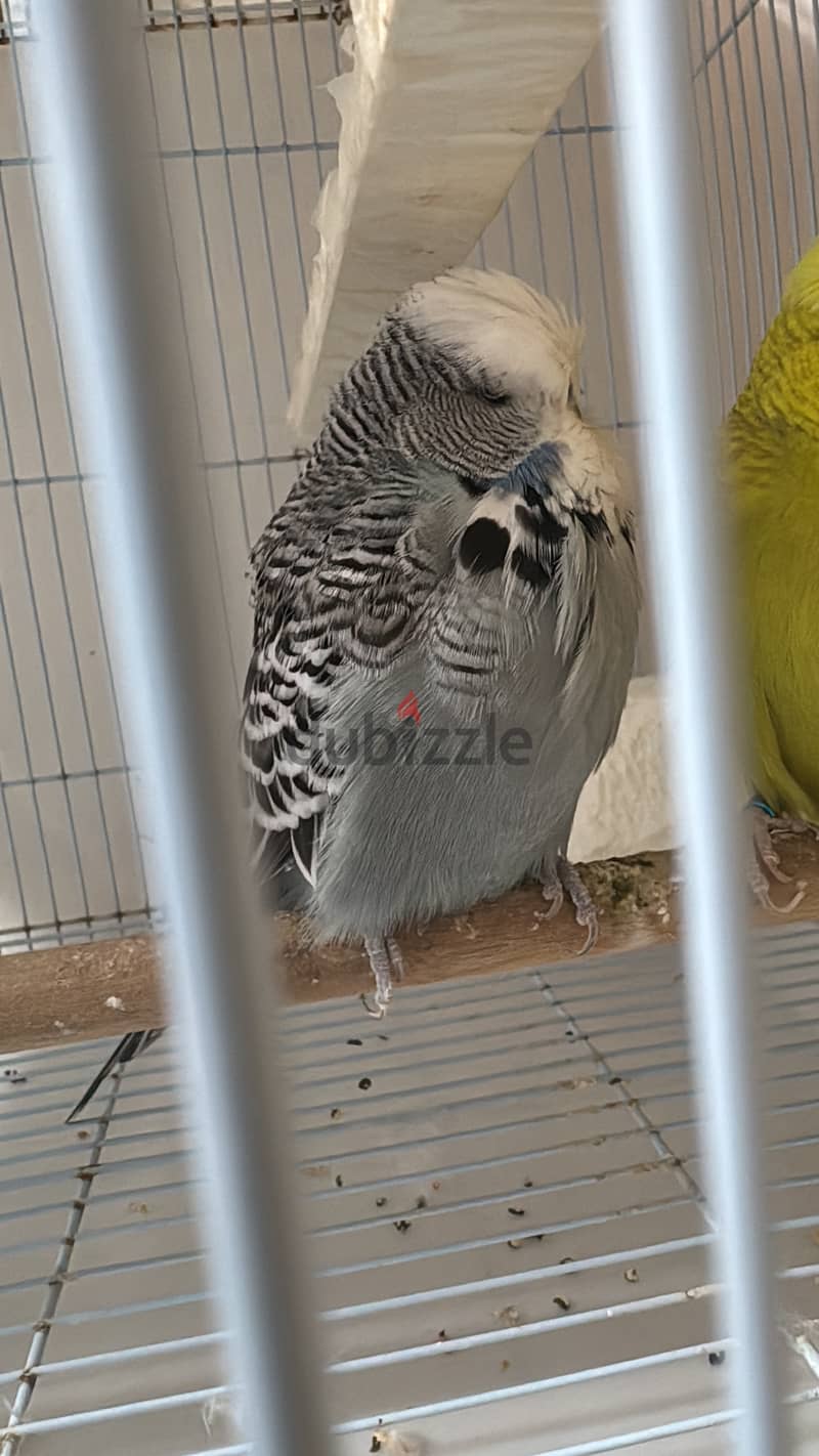 English Budgies 6