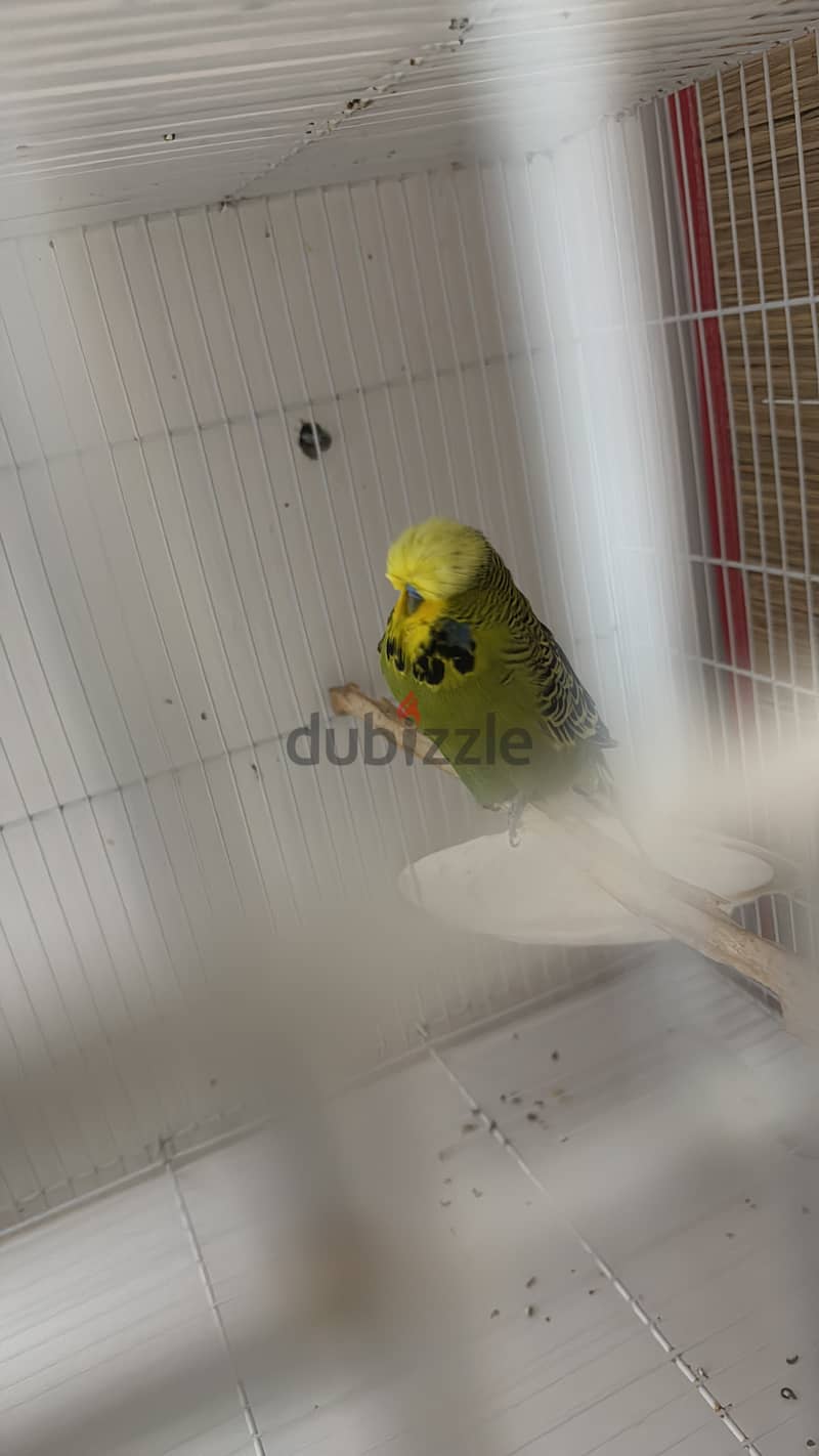 English Budgies 8