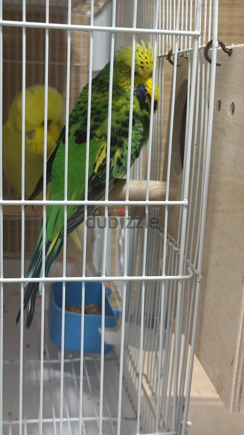 English Budgies 9